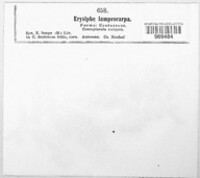 Phyllactinia fraxini image